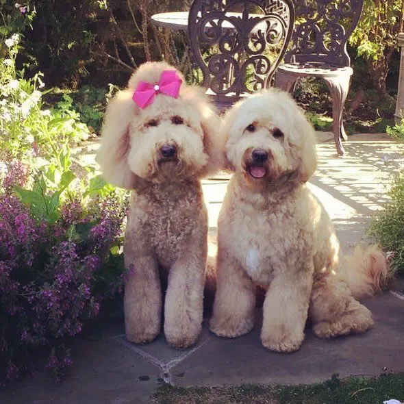 two medium apricot f1b English teddybear golden doodles and on has a pink bow in her hair
