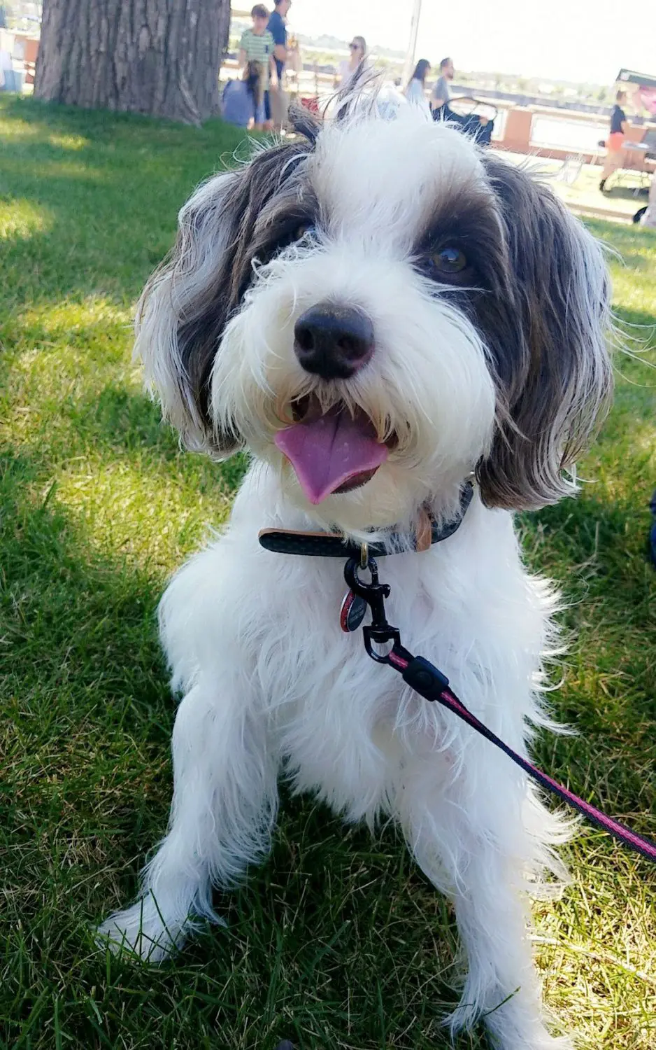 an f1 mini teddybear schnoodle in a park