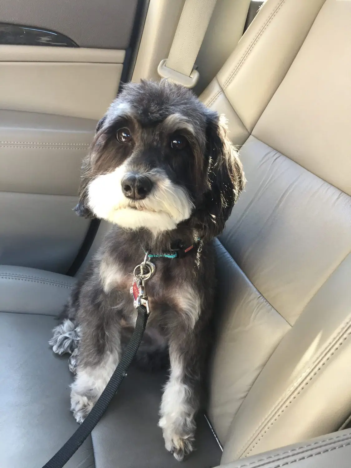 a black and tan parti mini f1 teddy bear schnoodle riding in a car