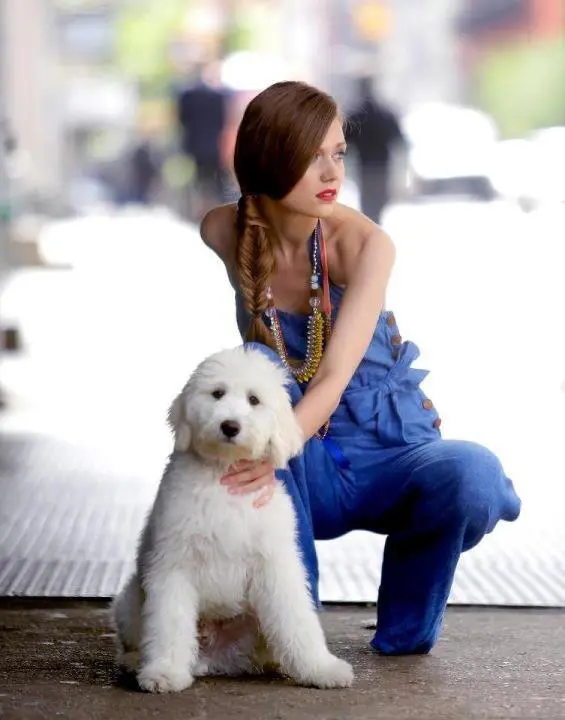 a mini f1 English teddy bear goldendoodle posing with a model in a blue jumper