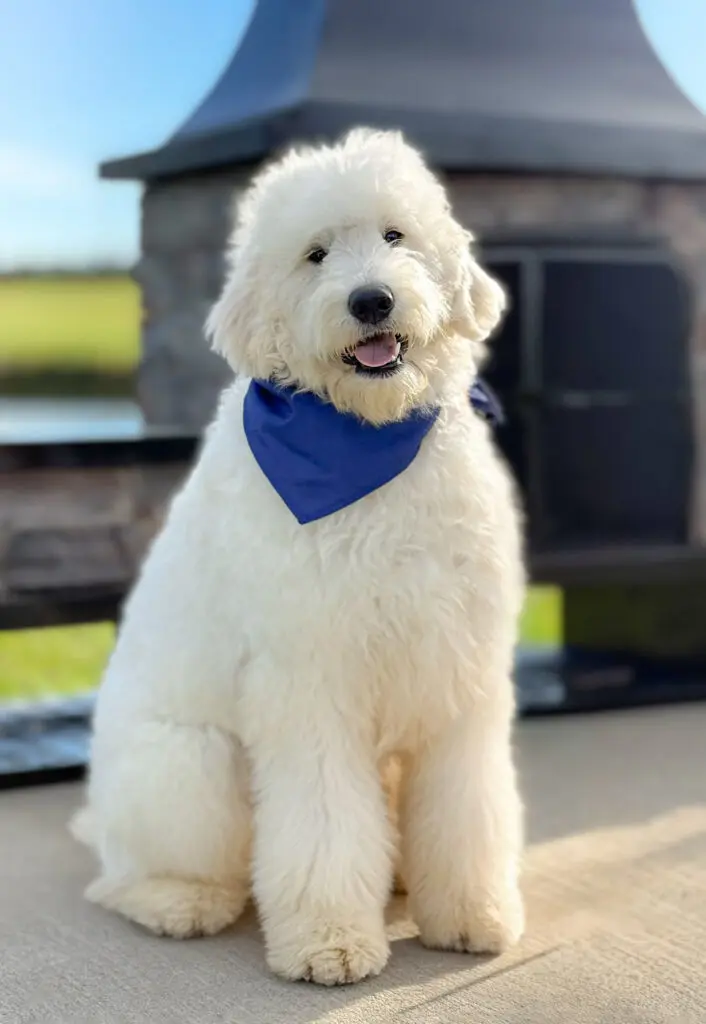 Parents – Teddy Bear Goldendoodle Gents