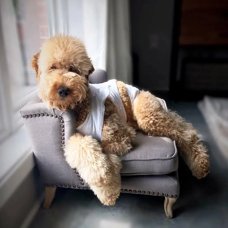 a cute f1b English teddy bear golden doodle with a white t-shirt on laying on couch