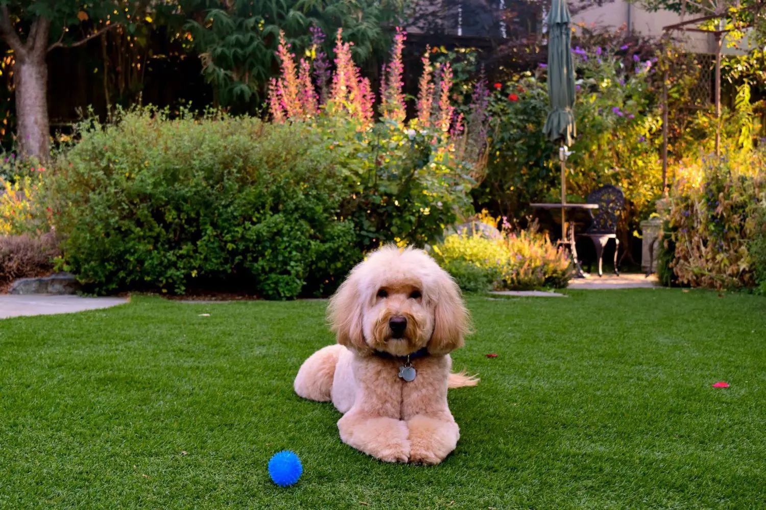 apricot mini f1b English teddybear goldendoodle laying in green grass with a blue ball