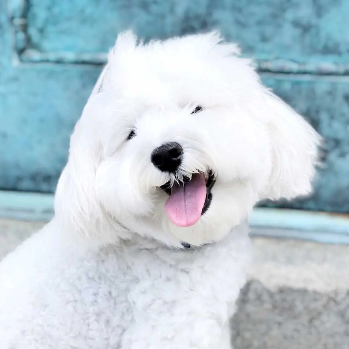 a ultra cream extra small mini teddy bear schnoodle that is happy and smiling