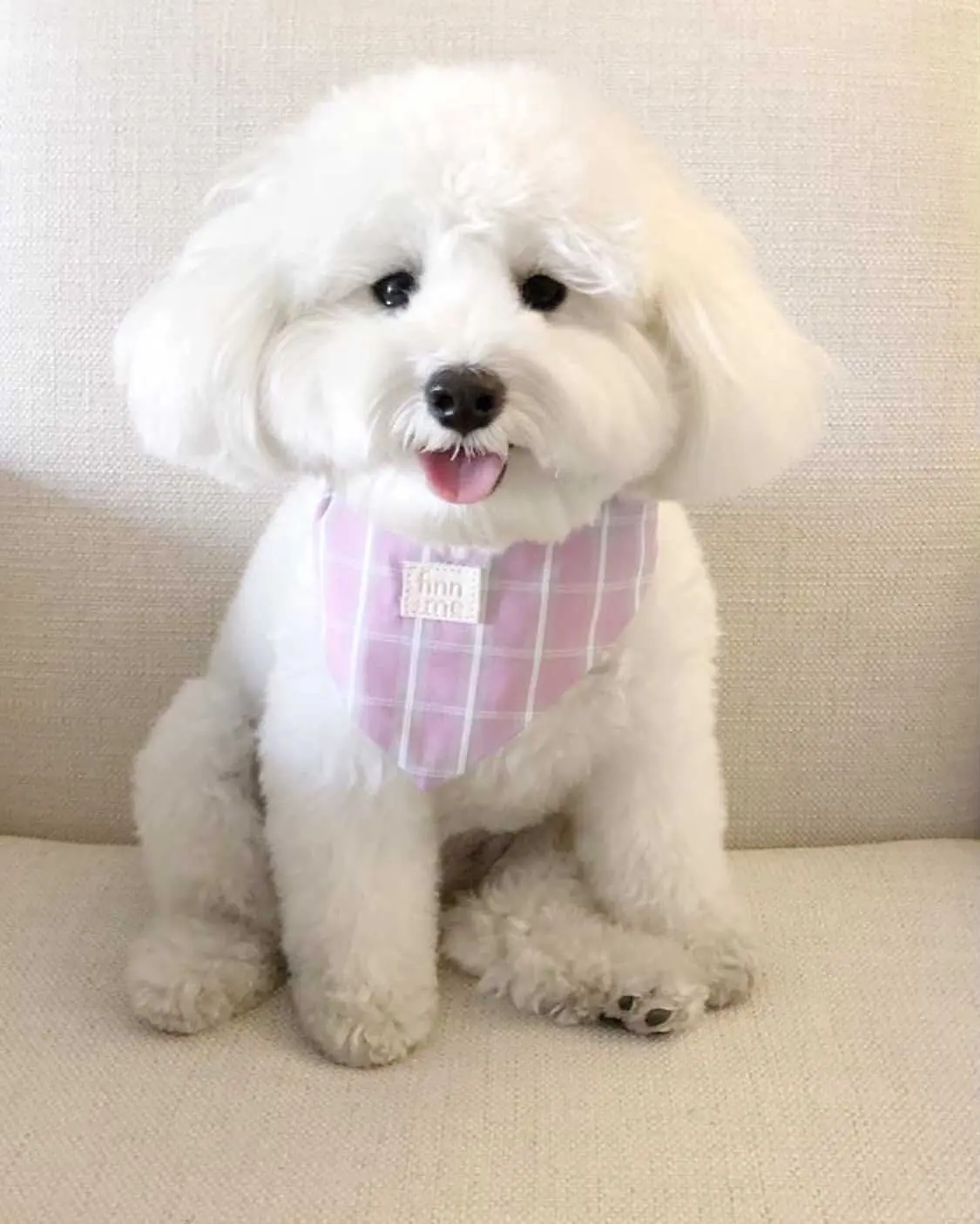 a extra small mini schnoodle with a pink bandana on