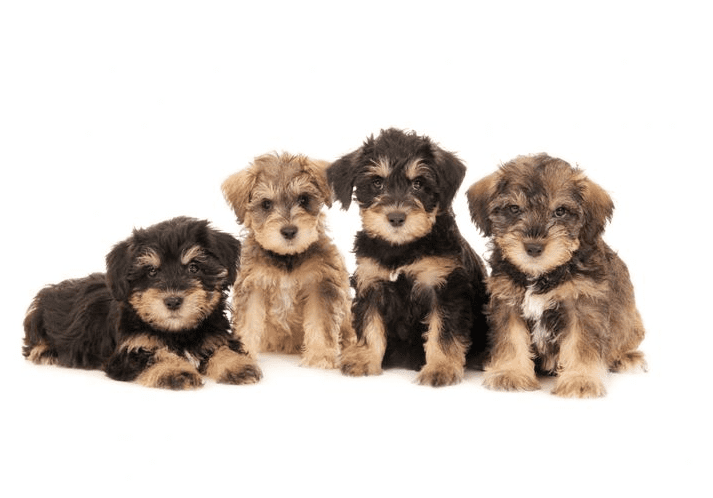 mini English teddybear goldendoodle puppies posing for a picture