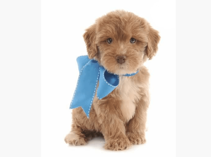a small teddy bear schnoodle puppy with a blue bow