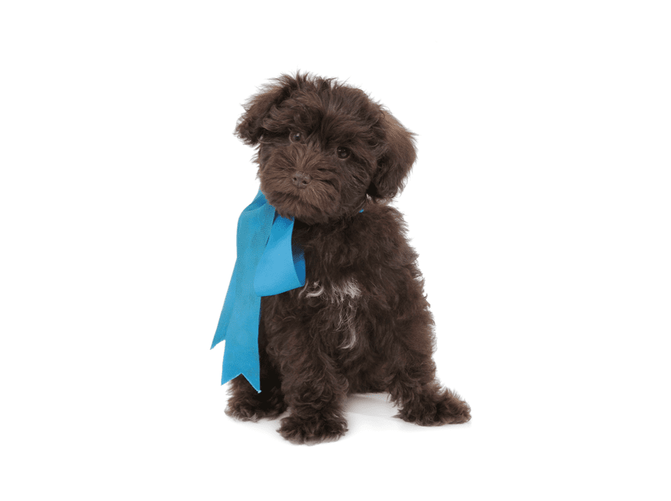 a miniature chocolate teddy bear schnoodle puppy with a blue bow