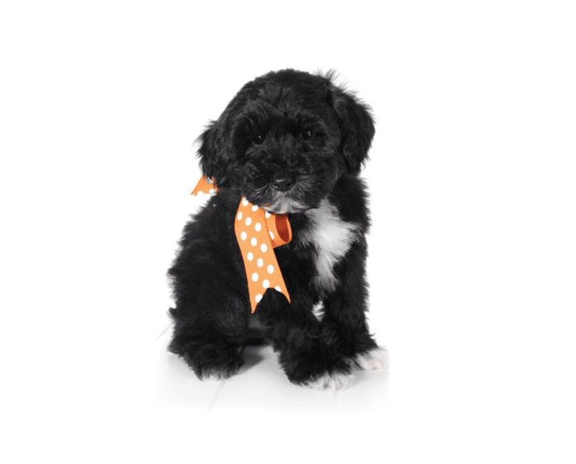 a small black teddy bear schnoodle puppy with a orange bow