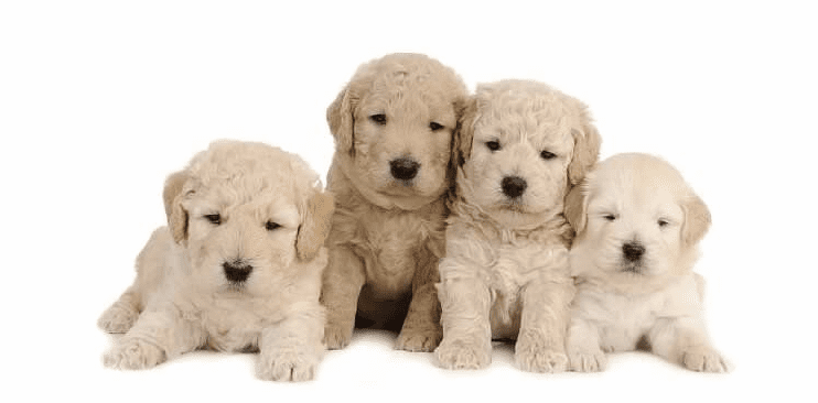 a group of a f2 English teddy bear goldendoodle puppies posing for a photo