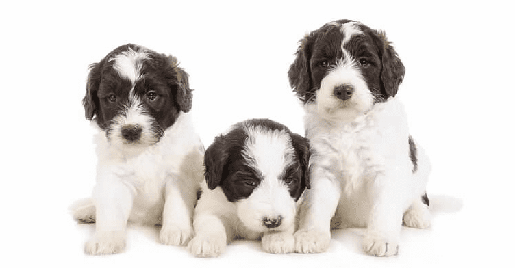three mini f2b English teddybear goldendoodle puppies that are black and white