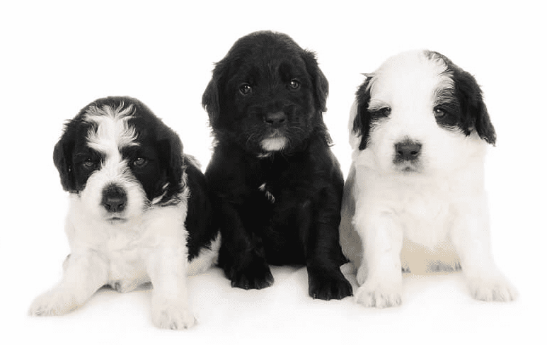 black and white miniature F2b English teddy bear golden doodle puppies in a photoshoot together