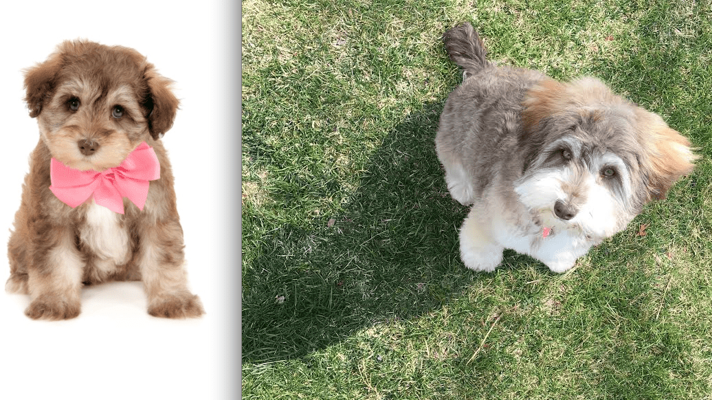 an f1b mini parti colored teddy bear schnoodle as puppy and at full maturity