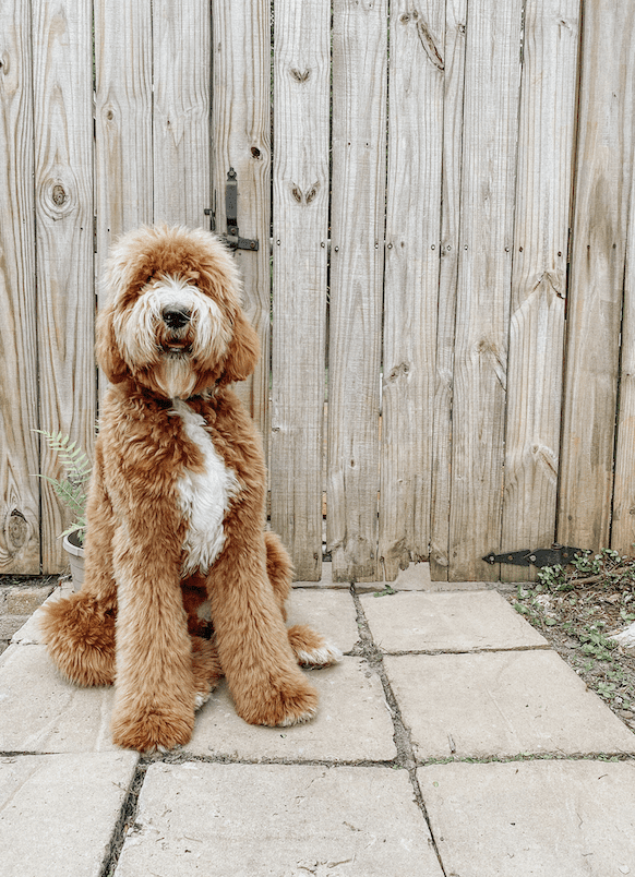 medium apricot f1 English teddy bear golden doodle