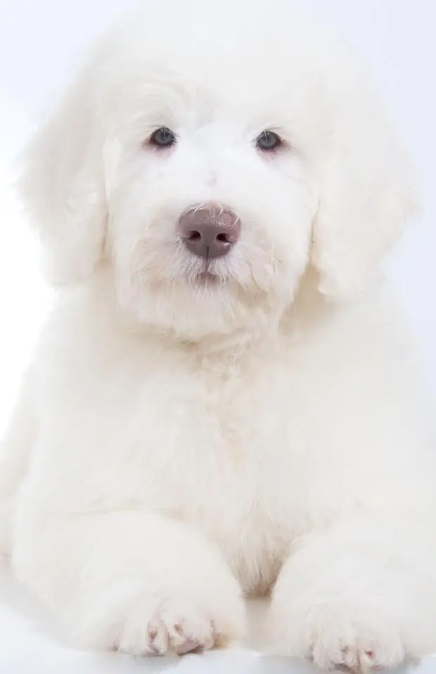 an ultra cream F2B English Teddy Bear Goldendoodle