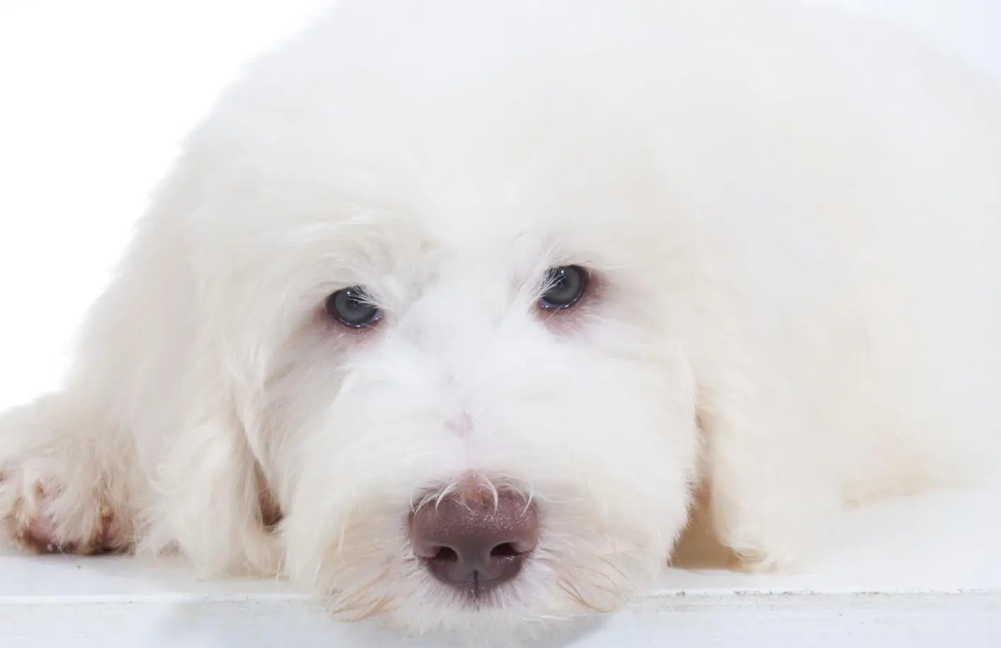 ultra cream F2B English teddy bear goldendoodle with a chocolate nose posing for a close up photo