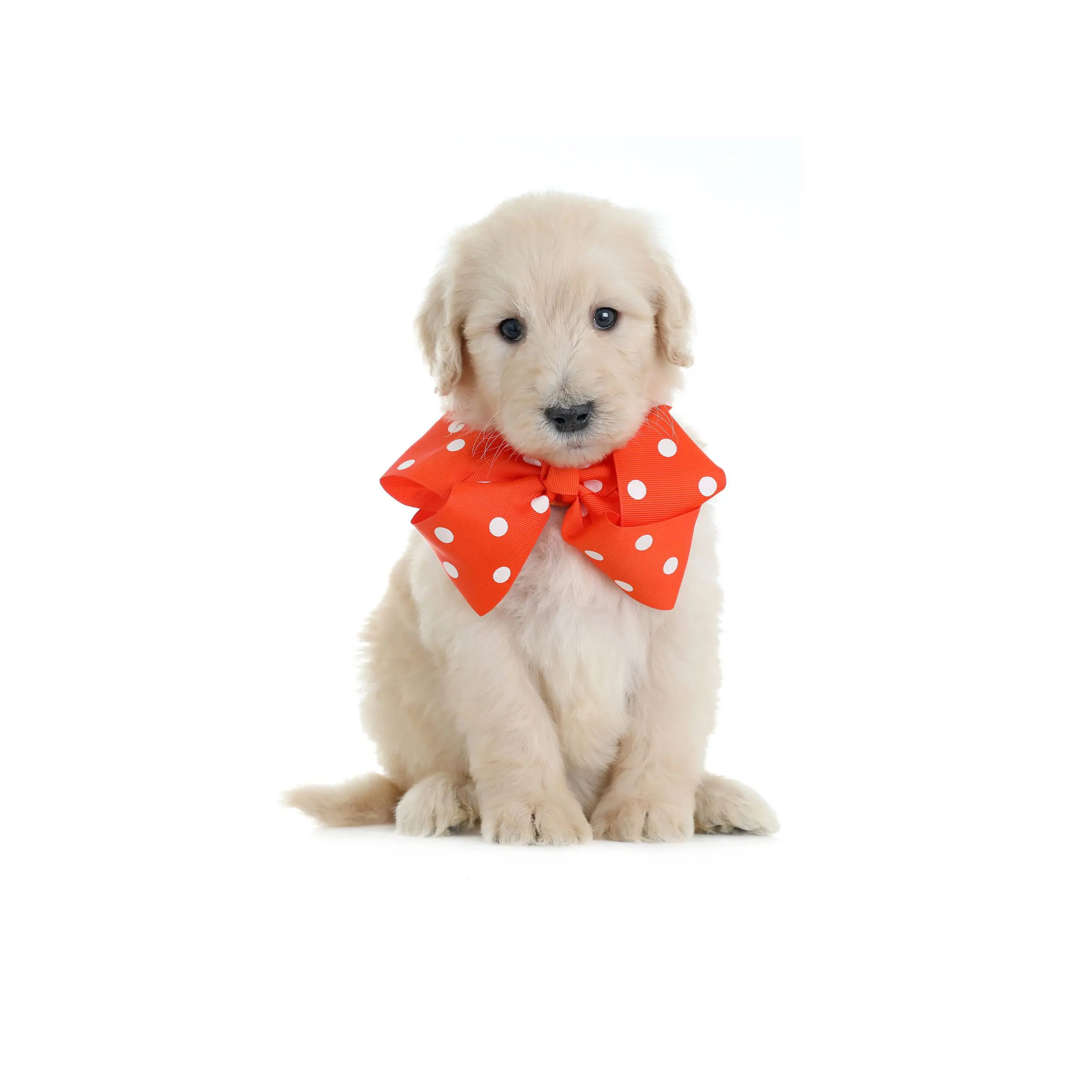 cream colored giant teddy bear schnoodle puppy in an orange polka dot bow