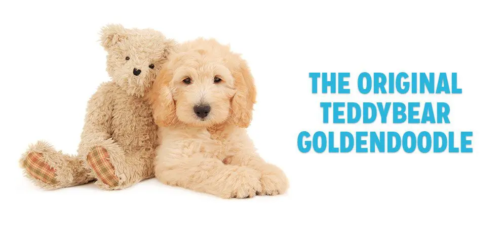 the original English teddy bear goldendoodle puppy with a real teddy bear