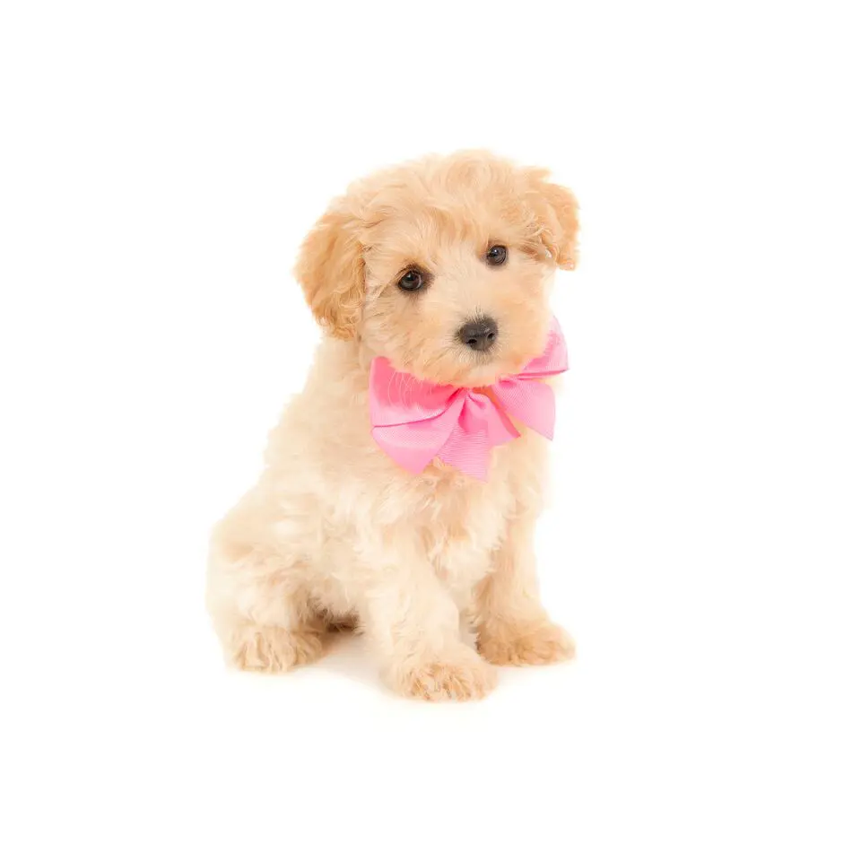 a cute mini teddy bear schnoodle puppy with a pink bow