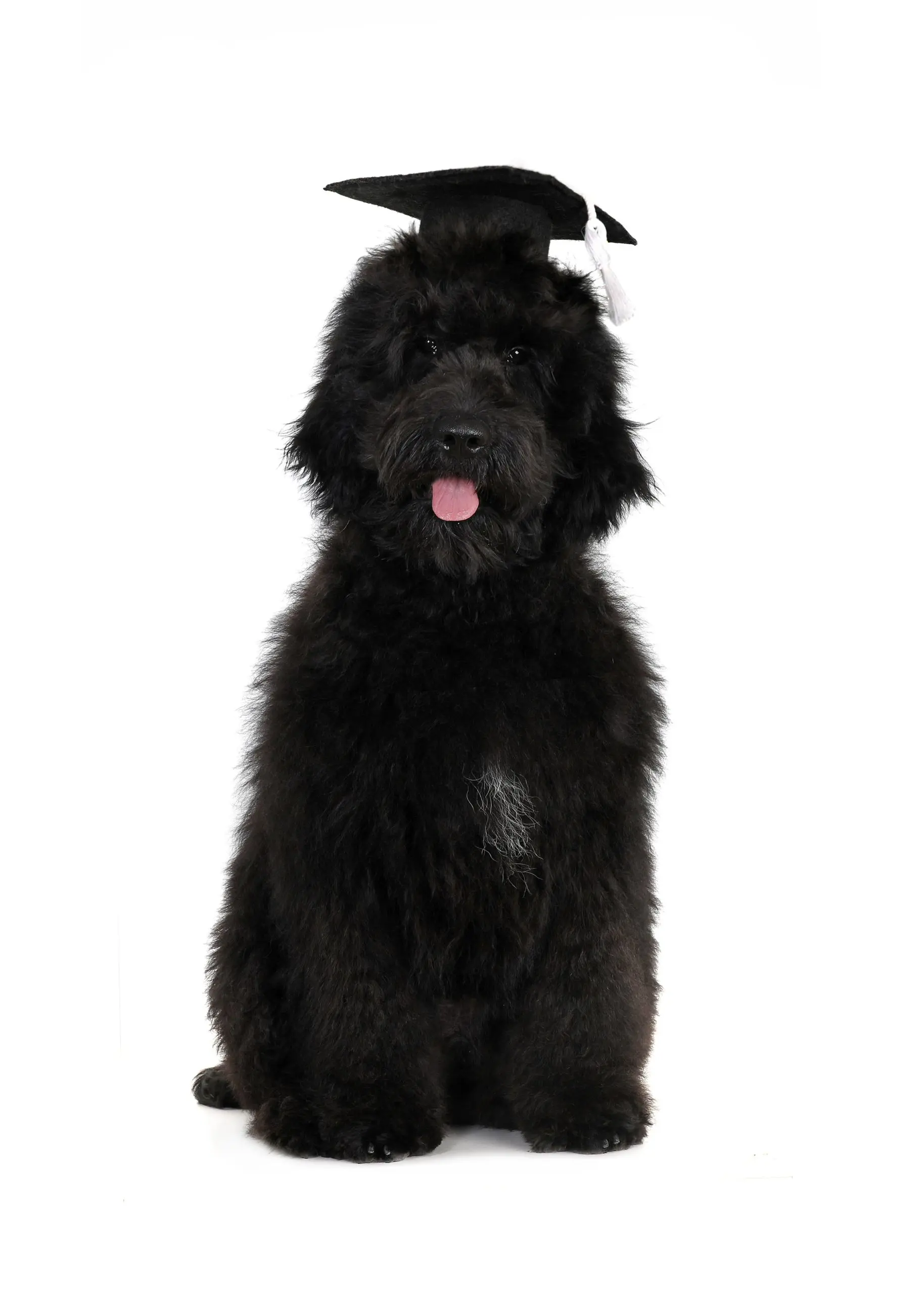 black English teddy bear goldendoodle with graduation cap on