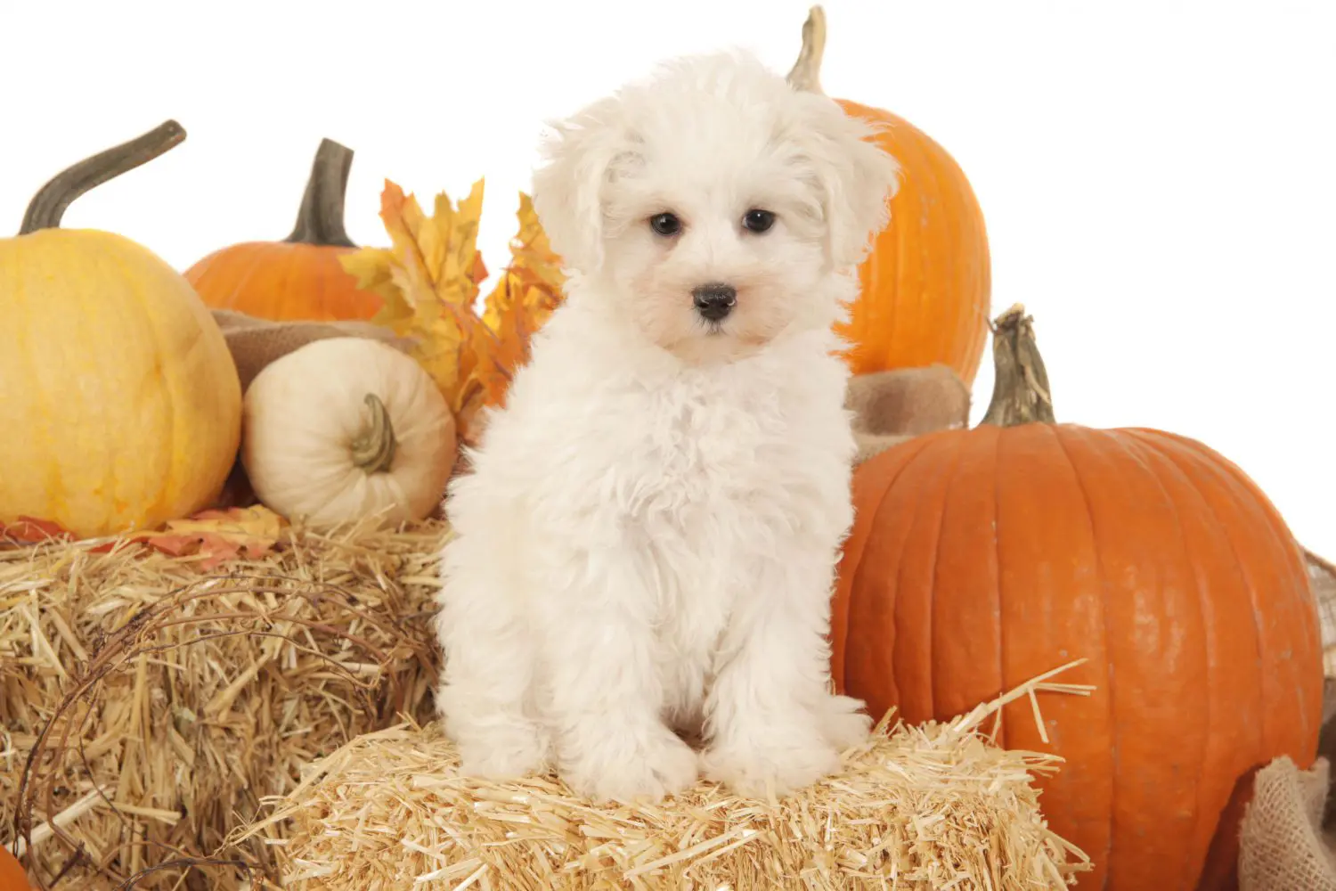 a small teddybear schnoodle on a hay bale with pumpkins