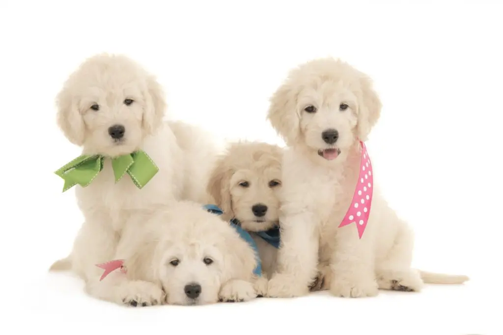 F1 Teddy Bear English Goldendoodles