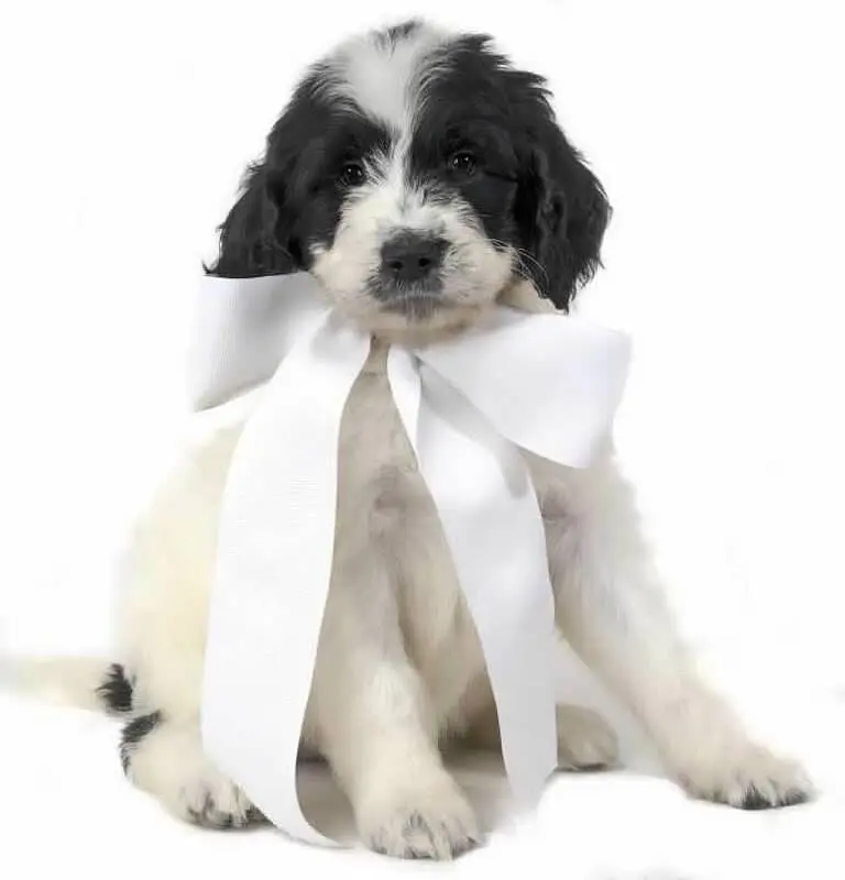 black and white f2b English teddybear golden doodle puppy mini with white bow