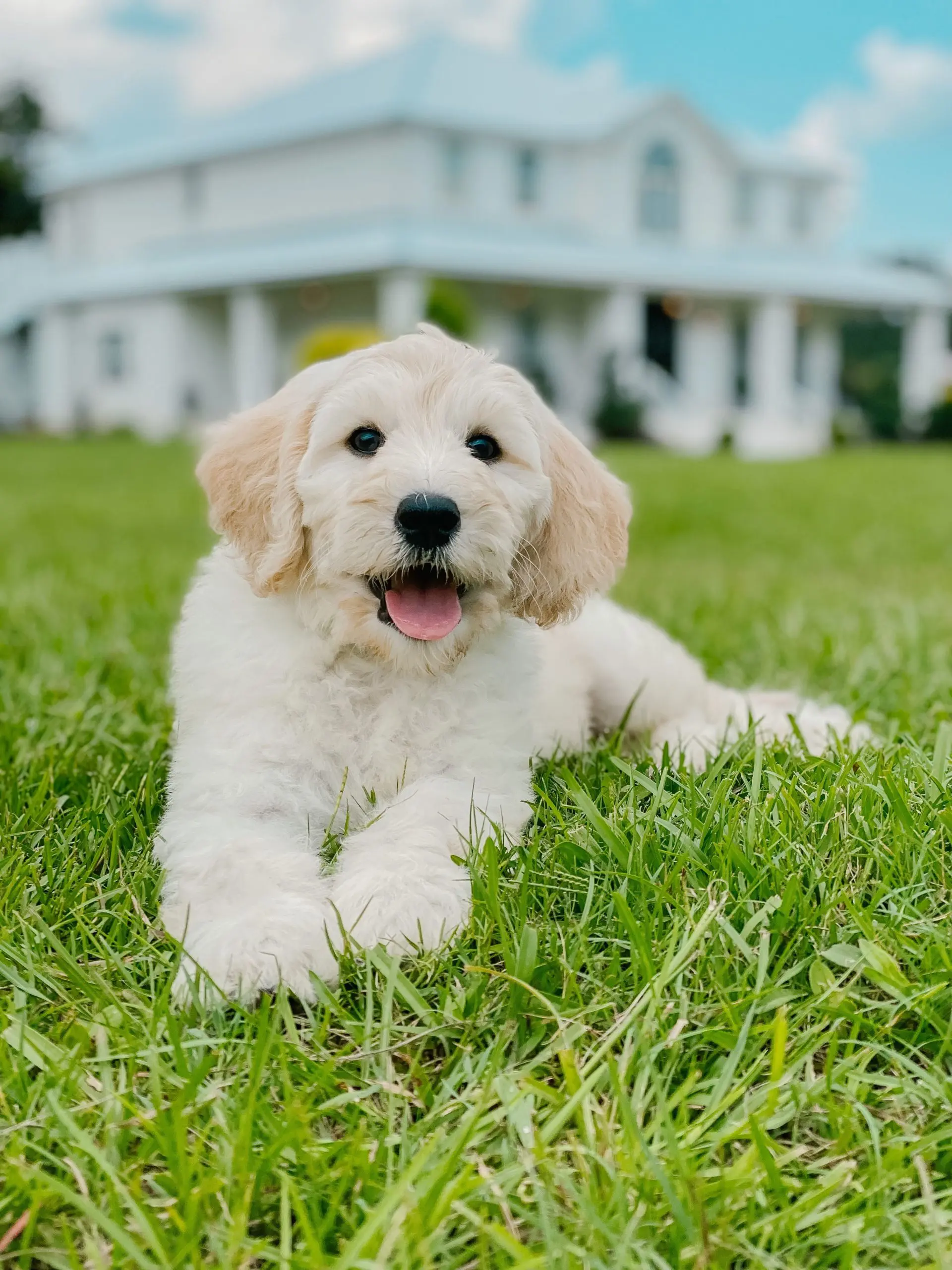 f1 English teddybear goldendoodle puppy laying in grass