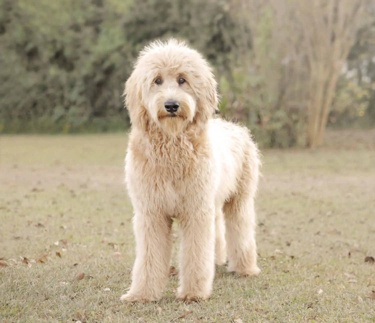 a mini F1 English teddy bear golden doodle in a field