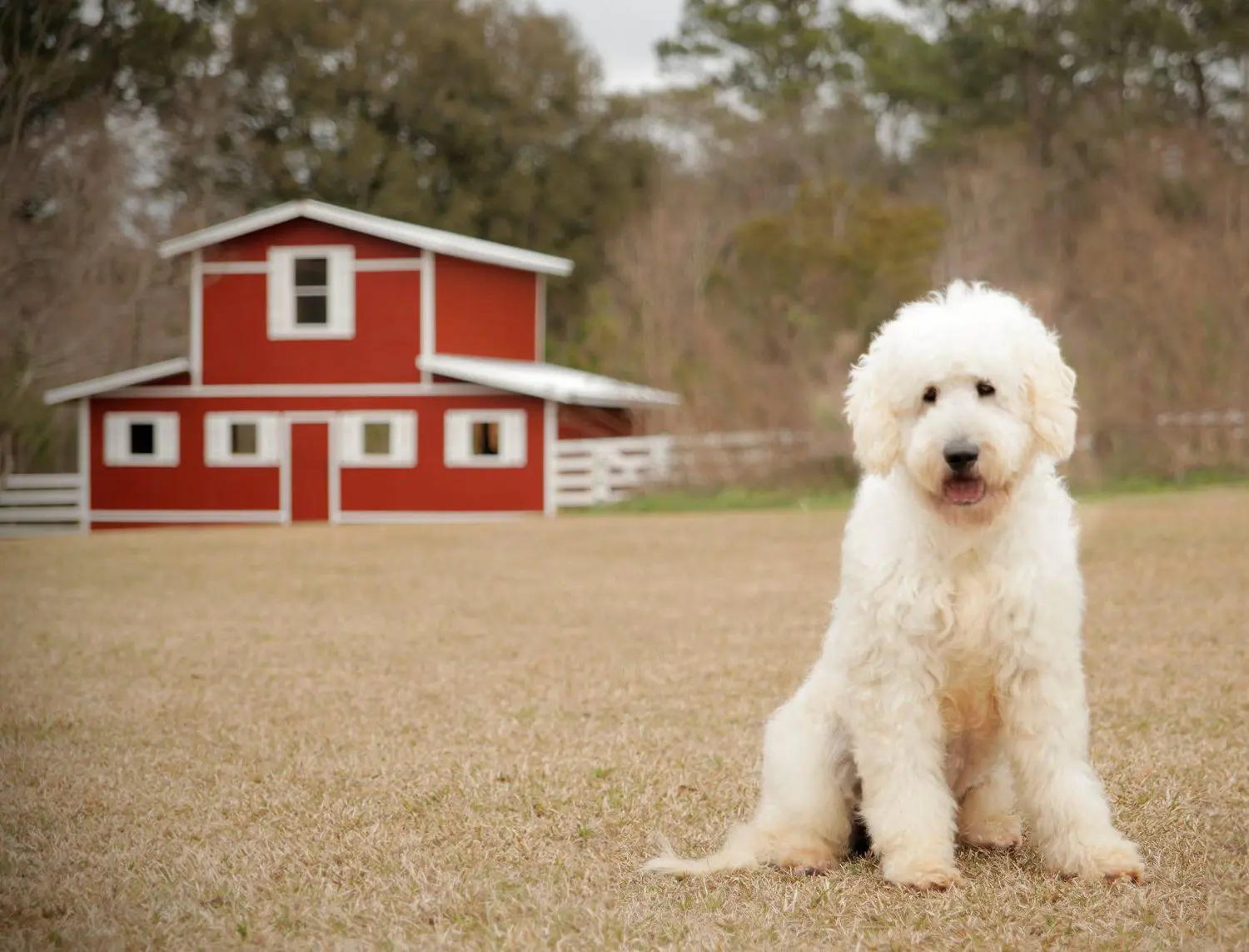 f1 mini English teddybear goldendoodle with red barn