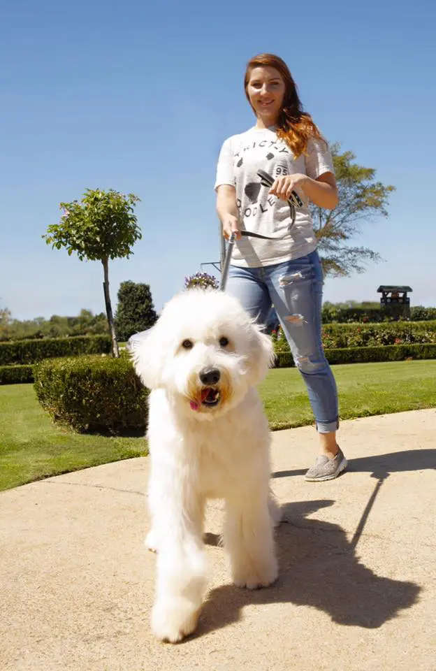 f1 large white English teddybear goldendoodle on a leash