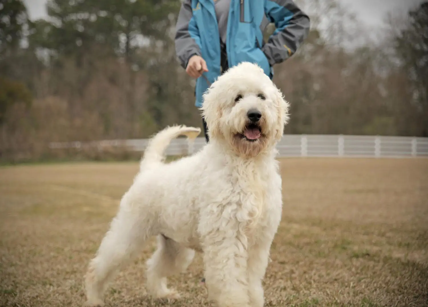 F1 large cream English teddybear goldendoodle