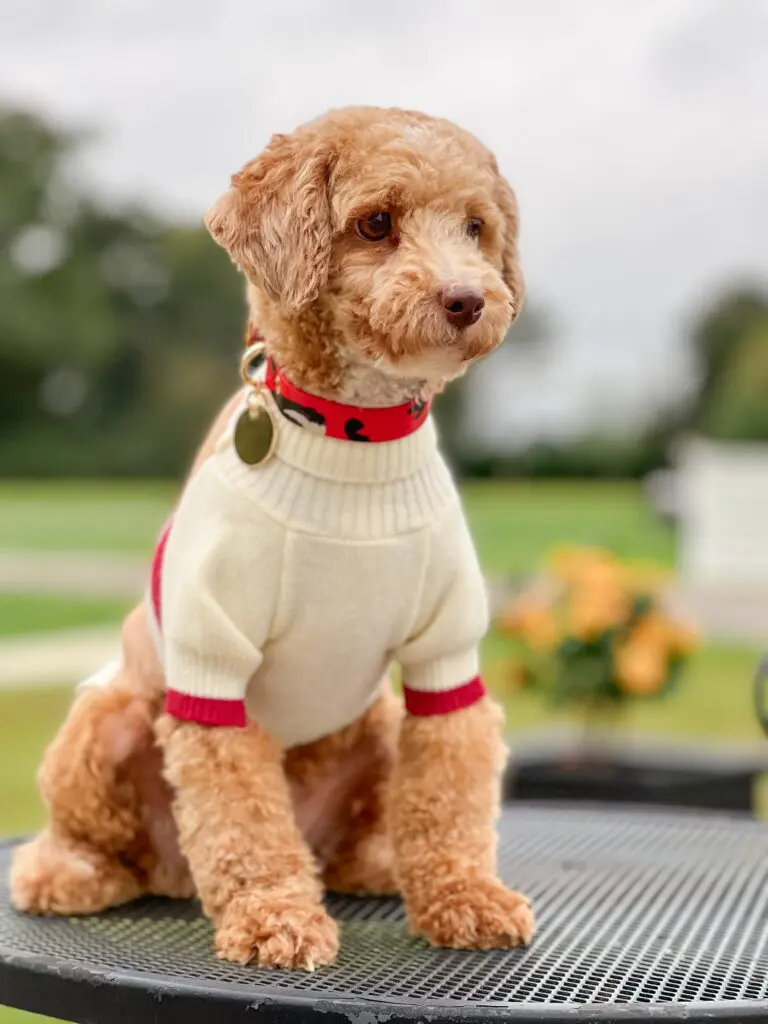 Parents – Poodles Ladies