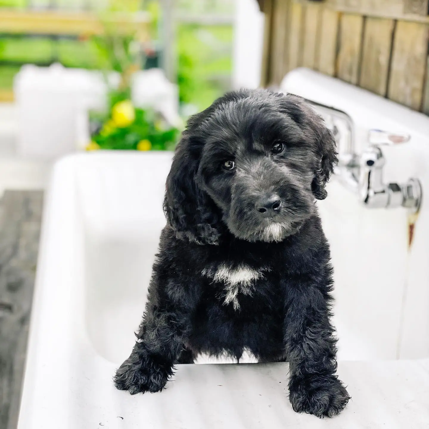 A black golden doodle puppy at Smeraglia farm.