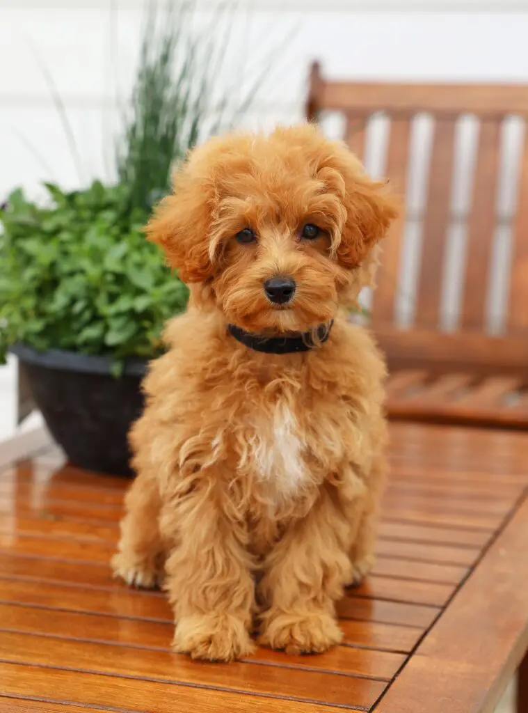 Small Teddy Bear Schnoodle