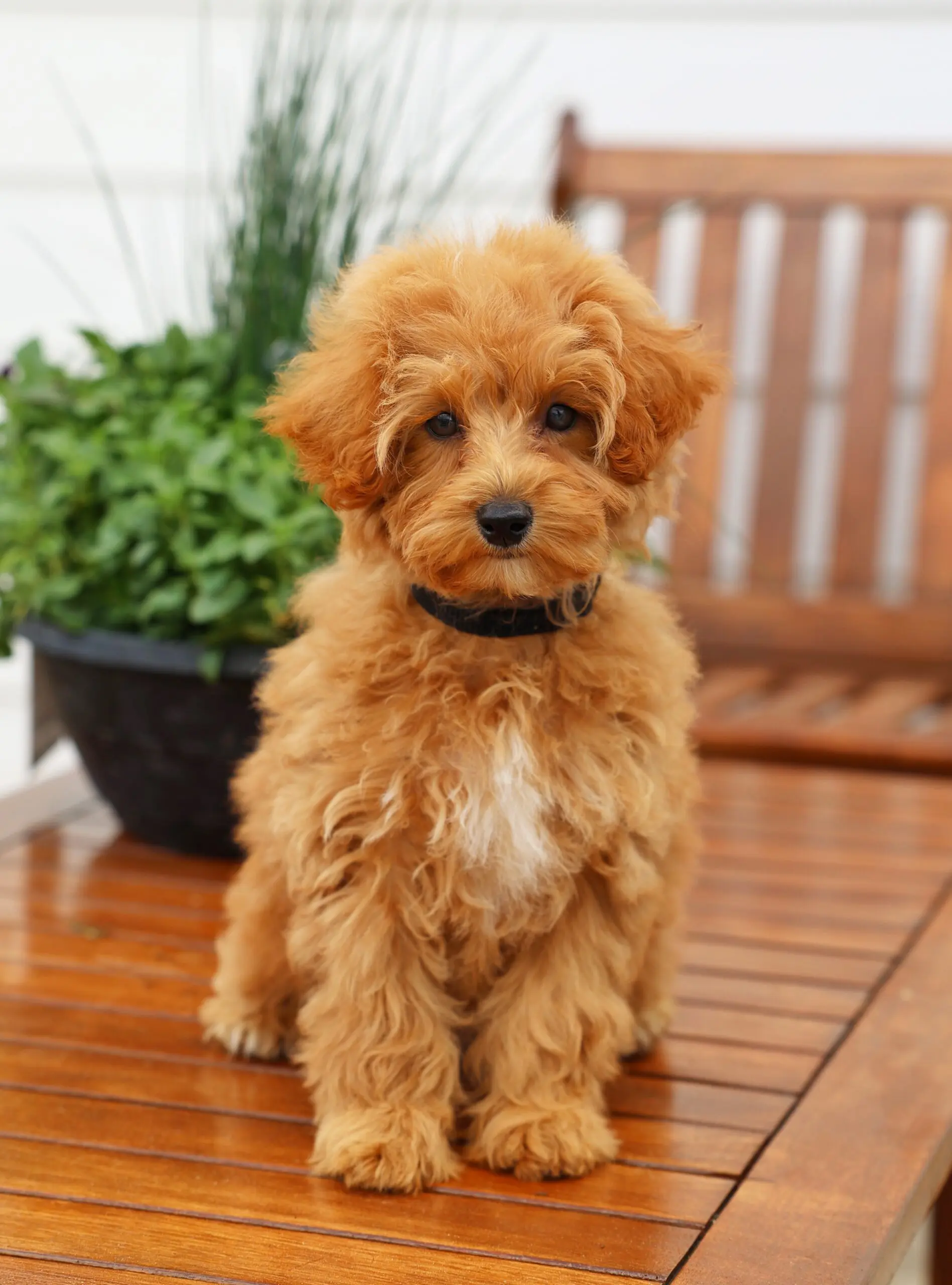A Small red teddy bear schnoodle