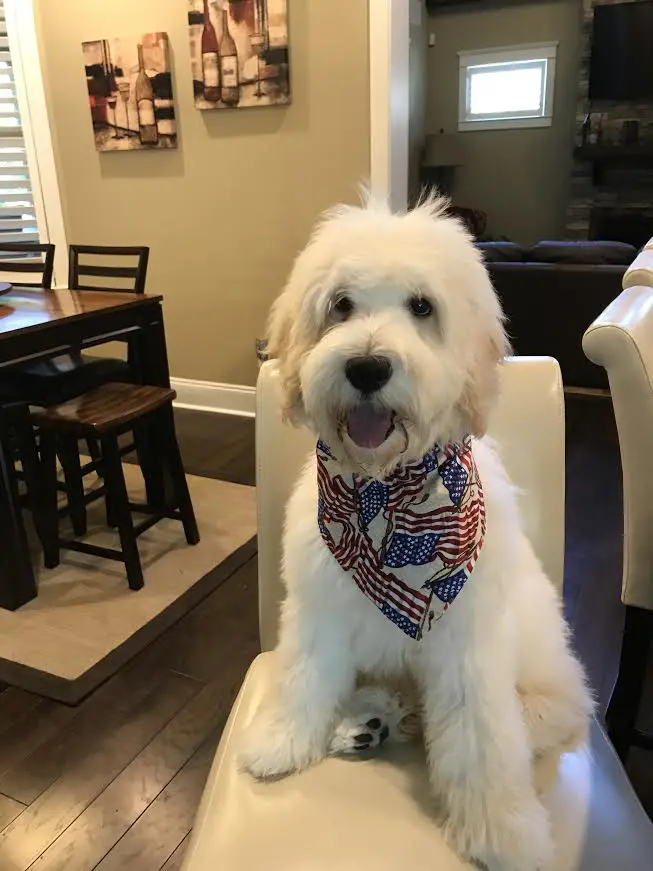 a mini f1b English teddy bear golden doodle with an American flag bandanna on and sitting in chair