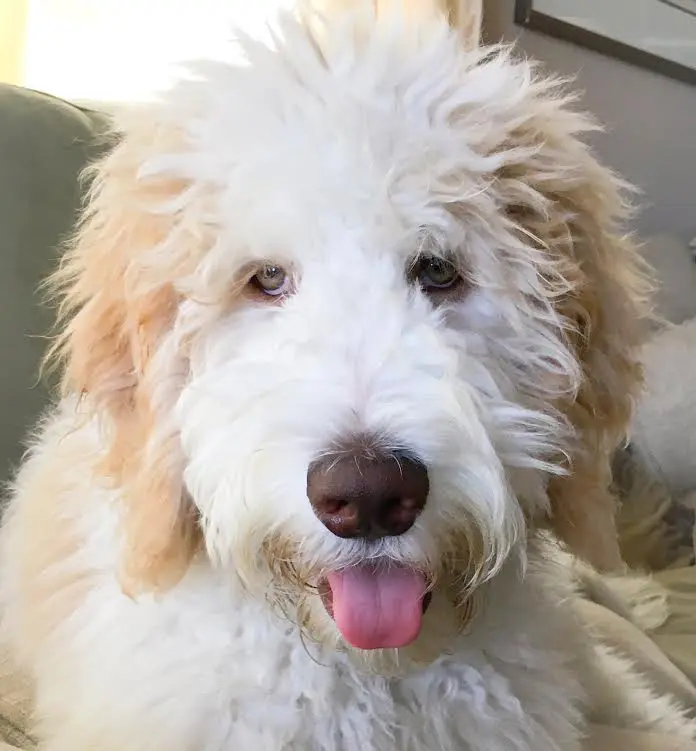 adult F2B English teddy bear golden doodle
