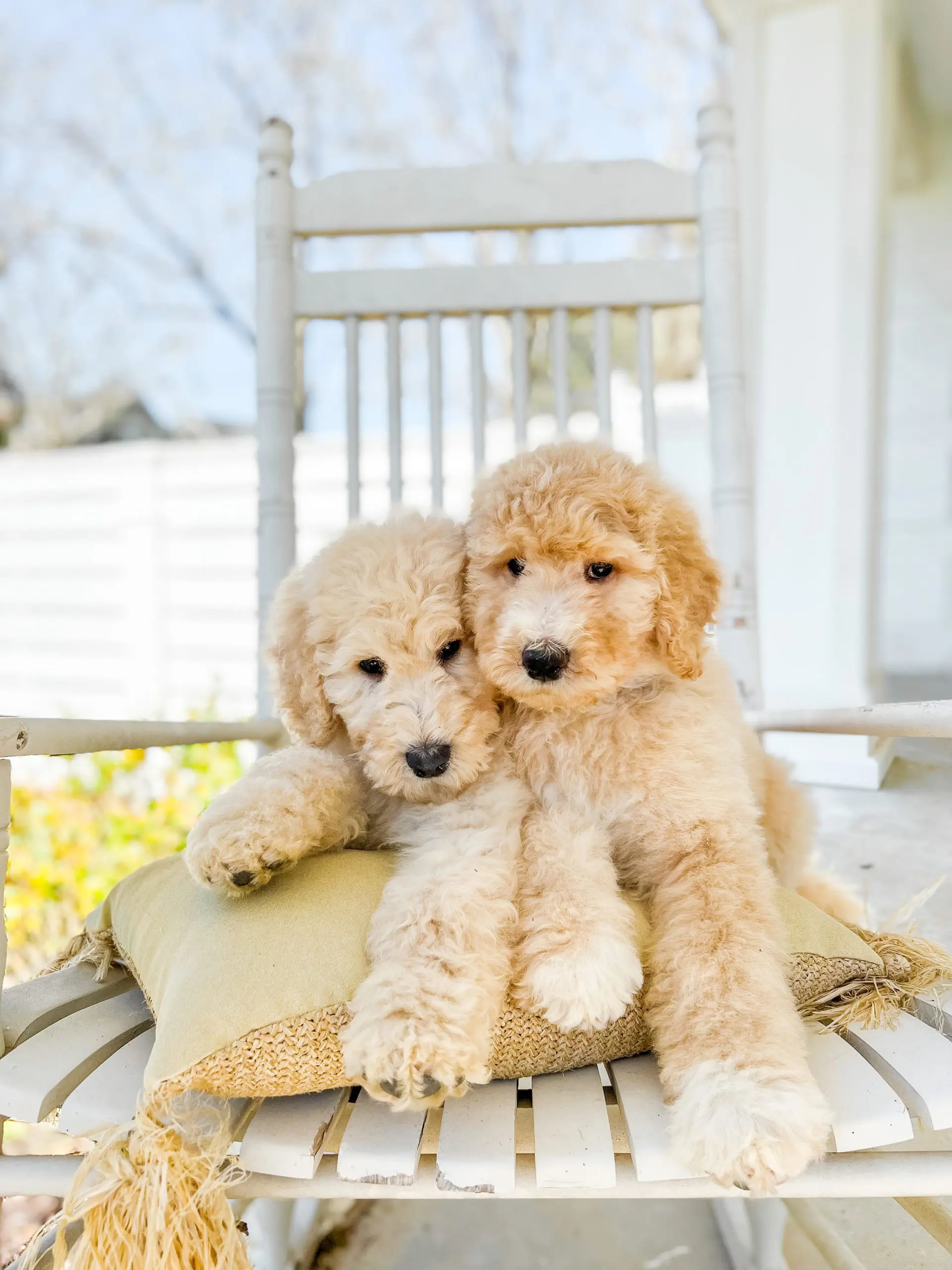 two cute giant cream colored teddy bear schnozzles on a rocking chair