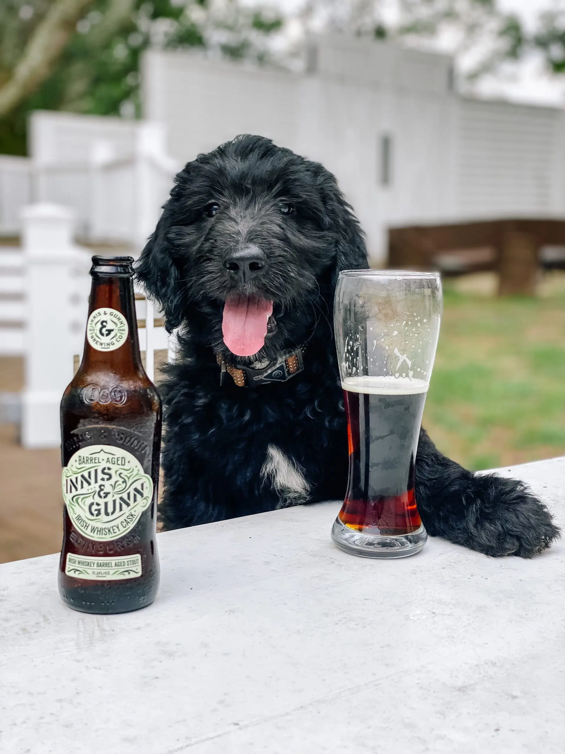 black mini English teddy bear golden doodle puppy with a Scottish beer