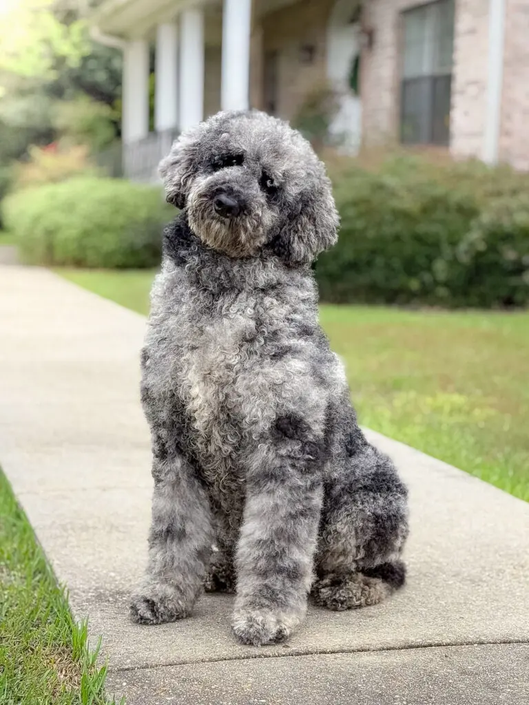 Parents – Poodle Gents