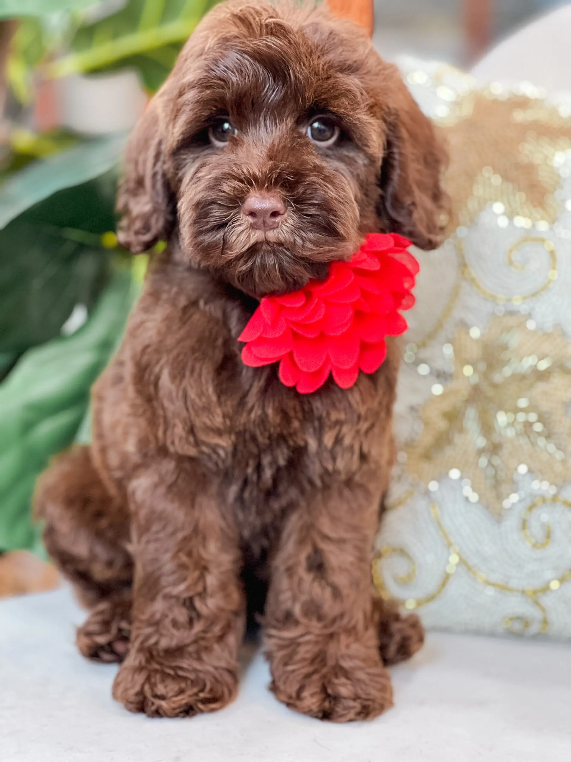 F1BB Teddy Bear Goldendoodle Teddy Bear Golden Doodles