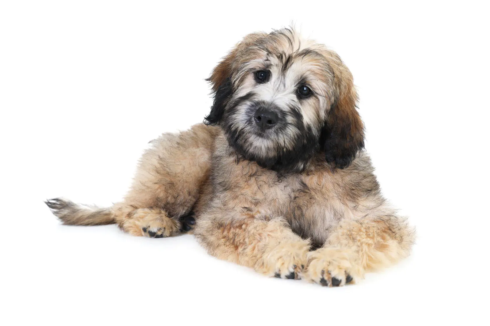 Wookie Parti F1B English Teddy bear Goldendoodle