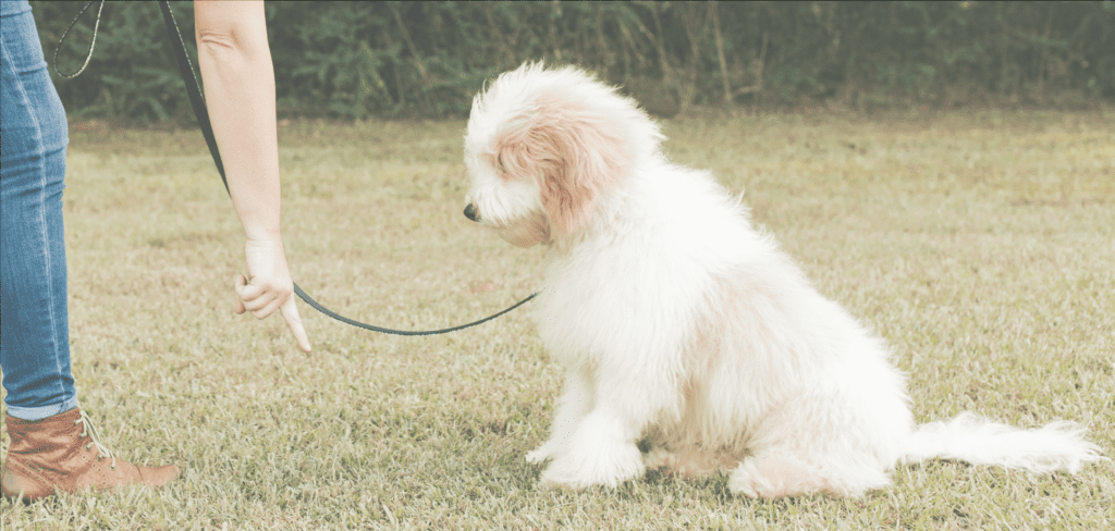 A trainer walking a white Goldendoodle puppy on a leash