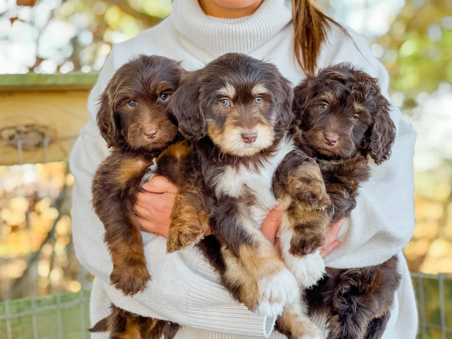 Twoodles - A Goldendoodle and Schnoodle