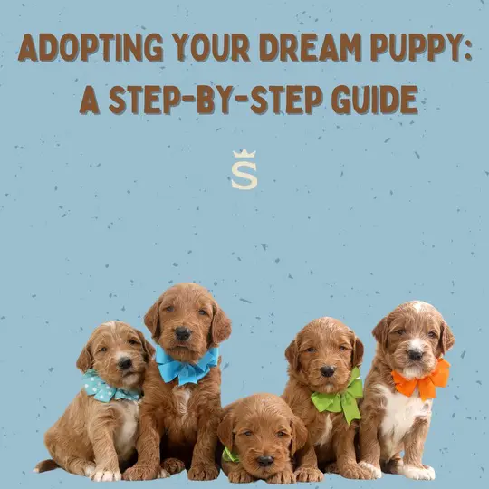 how to adopt a mini doodle puppy