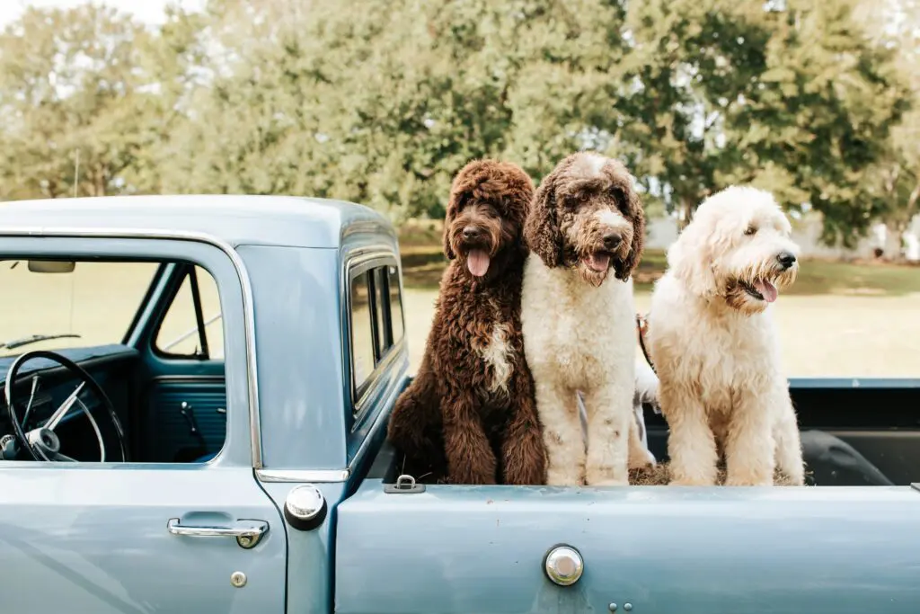 Three grown Teddy Bear Goldendoodles in the back of a vintage pickup truck
