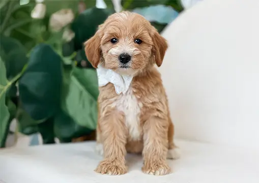 Golden teddy bear dog shop