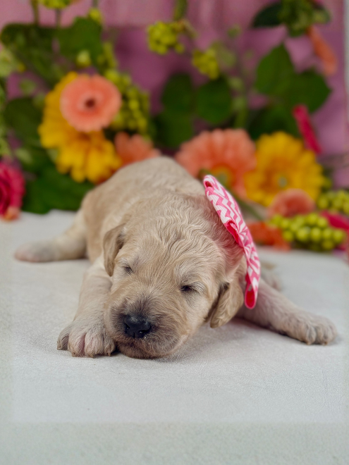 “Diana” ~ Brooke Pink Stripe