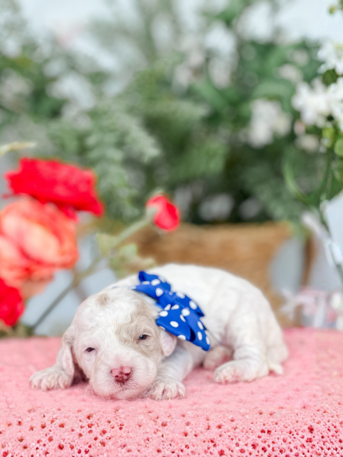 “Max” ~ Chanel Blue Dot